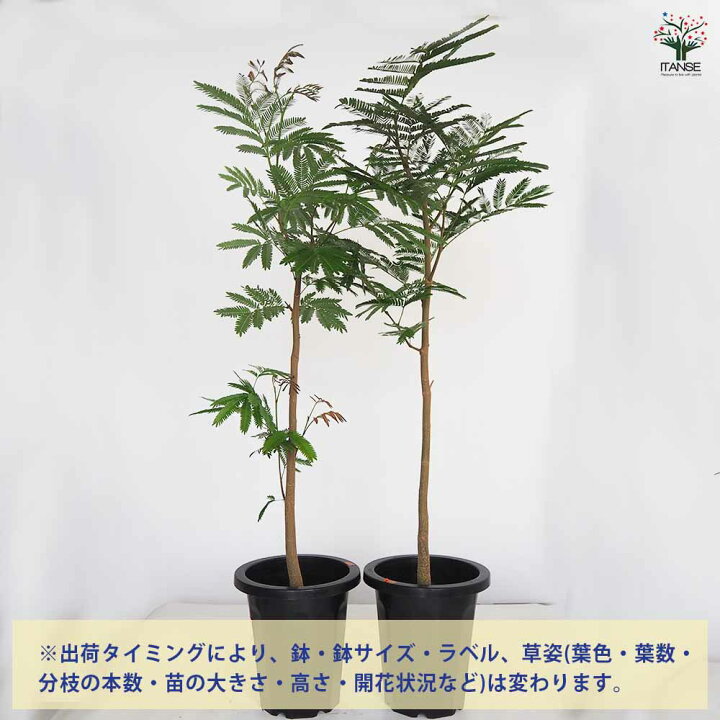 楽天市場】【送料無料】エバーフレッシュ ( アカサヤネムノキ ) 観葉 