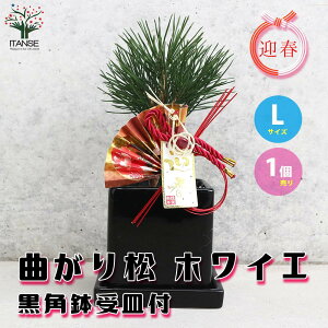 yzȂ菼 zCG u}tv̏t  p 󂯎Mt 1 A ϗtA j N }t ~͎d ̖ ܂̂ Pinus ~j~  [