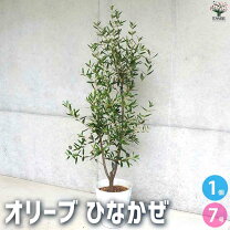 楽天市場】オリーブ シンボルツリーの通販