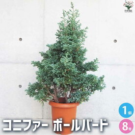 【送料無料】コニファーボールバード【多肉植物 8号鉢】ブルーバード、ブールバード、クリスマスツリーにしたり、クリスマスリースとしても使用されます