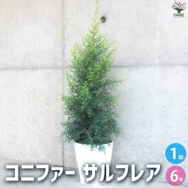 【送料無料】コニファー サルフレア【庭木 6号鉢】ブルーバード、ブールバード、クリスマスツリーにしたり、クリスマスリースとしても使用されます