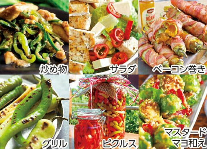 楽天市場 送料無料 旨甘すずなりとうがらし 9cmポット自根苗 2個セット 支柱不要 多収穫 野菜苗 トウガラシ苗 とうがらし苗 唐辛子苗 唐がらし Red Pepper ベランダ 露地 ハウス栽培 植物販売のｉｔａｎｓｅ楽天市場店