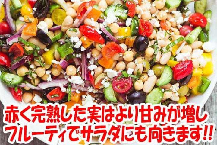 楽天市場 送料無料 旨甘すずなりとうがらし 9cmポット自根苗 2個セット 支柱不要 多収穫 野菜苗 トウガラシ苗 とうがらし苗 唐辛子苗 唐がらし Red Pepper ベランダ 露地 ハウス栽培 植物販売のｉｔａｎｓｅ楽天市場店