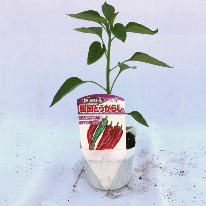 楽天市場 送料無料 韓国とうがらし 野菜 自根苗9cmポット 3個セット トウガラシ 唐辛子 唐がらし Red Pepper ベランダ 露地栽培 ベランダ菜園 料理 レシピ ハウス栽培 スコヴィル スコビル キムチ 植物販売のｉｔａｎｓｅ楽天市場店