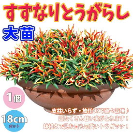 楽天市場 ハラペーニョ 苗の通販