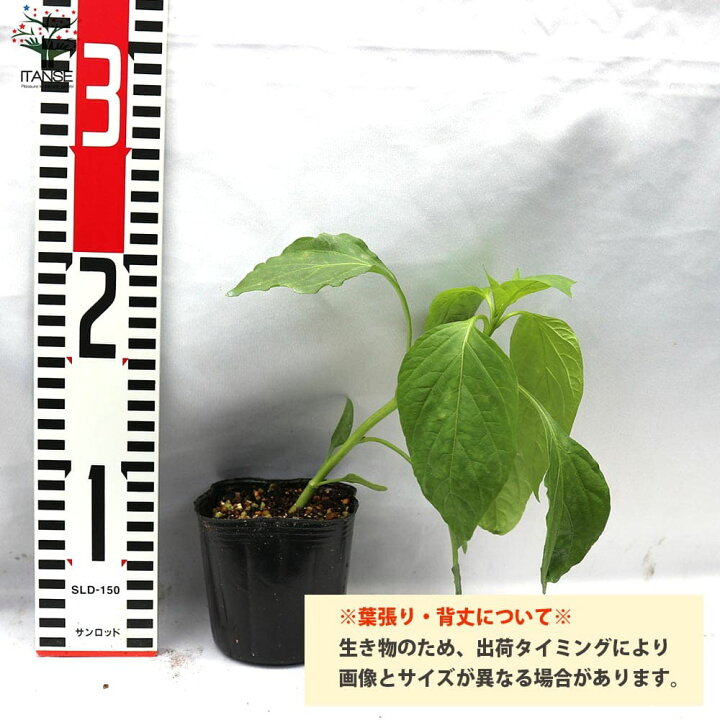 楽天市場 送料無料 とうがらしの苗 沖縄島とうがらし 野菜の苗 10 5cmポット 自根苗 お買得4個セット とうがらし とうがらし苗 トウガラシ トウガラシ苗 唐辛子苗 島とうがらし苗 野菜苗 家庭菜園 ベランダ菜園 野菜作り シマトウガラシ 辛味調味料 植物販売の