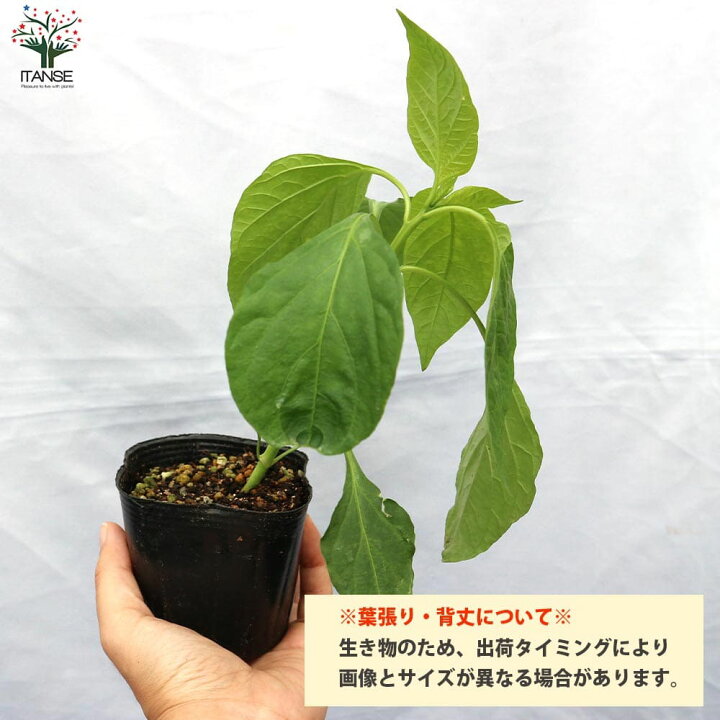 楽天市場 送料無料 ハラペーニョの苗 野菜の苗 10 5cmポット 自根苗 お買得4個セット とうがらし とうがらしの苗 トウガラシ 野菜苗 家庭菜園 ベランダ菜園 有機栽培 野菜作り ベランダ菜園 メキシコ料理 Jalape O ハラペーニョ ポッパー 植物販売の 楽天市場 送料無料 ハラペーニョの苗 野菜の苗 10 5cmポット 自根苗 お買得4個セット とうがらし とうがらしの苗 トウガラシ 野菜苗 家庭菜園 ベランダ菜園 有機栽培 野菜作り ベランダ菜園 メキシコ料理 Jalape O ハラペーニョ ポッパー 植物販売の