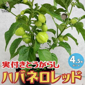 楽天市場 ハバネロ 苗の通販