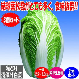 楽天市場 白菜 品種の通販