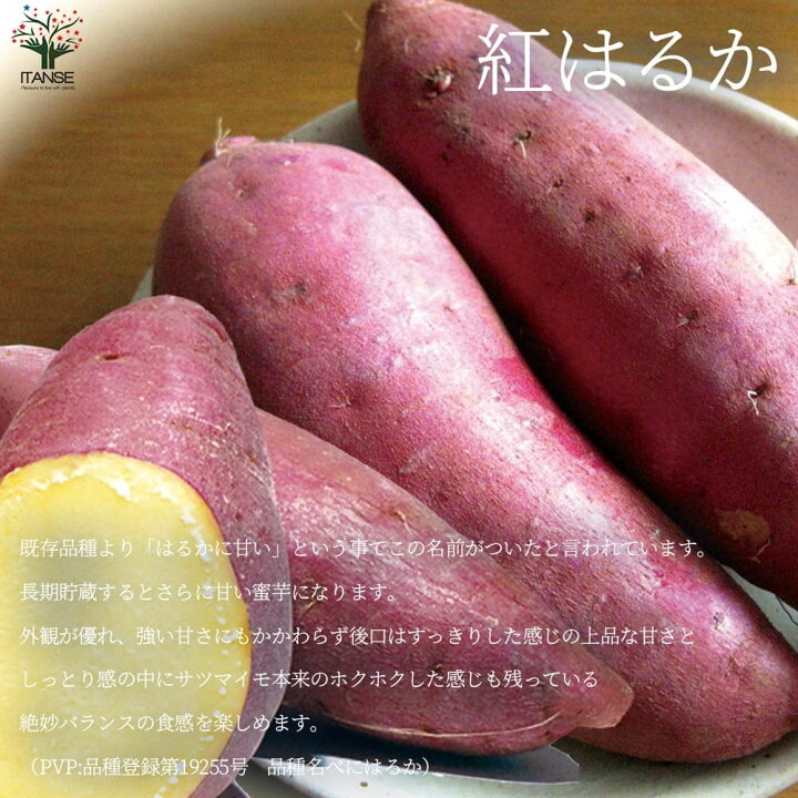 楽天市場】ITANSE さつまいも切苗 品種：紅はるか ( ベニハルカ ) 野菜  