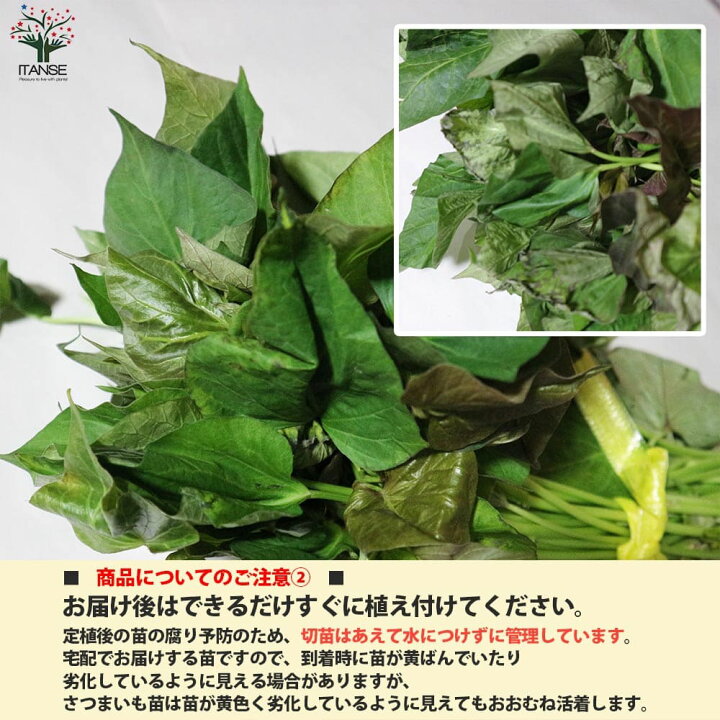楽天市場 予約商品 入荷次第順次発送 さつまいも切苗 品種 安納芋 あんのういも 野菜の苗 切苗 約50本 25本 2束 さつまいも苗 サツマイモ苗 薩摩芋 切り苗 切苗 野菜苗 ガーデニング 家庭菜園 サツマイモの苗 さつま芋苗 植物販売のｉｔａｎｓｅ楽天市場店