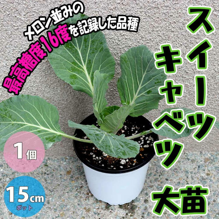 楽天市場 送料無料 キャベツの苗 スイーツキャベツ 野菜の苗 15cmポット 1個売り キャベツ苗 きゃべつ苗 芯 フルーツ 糖度が高い 極甘 葉質 葉野菜 ベランダ かんたん 簡単 カンタン 育てやすい お買い得 野菜の苗 植物販売のitanse楽天市場店 楽天市場 送料無料 キャベツの苗 スイーツキャベツ 野菜の苗 15cmポット 1個売り キャベツ苗 きゃべつ苗 芯 フルーツ 糖度が高い 極甘 葉質 葉野菜 ベランダ かんたん 簡単 カンタン 育てやすい お買い得 野菜の苗 植物販売のitanse楽天市場店
