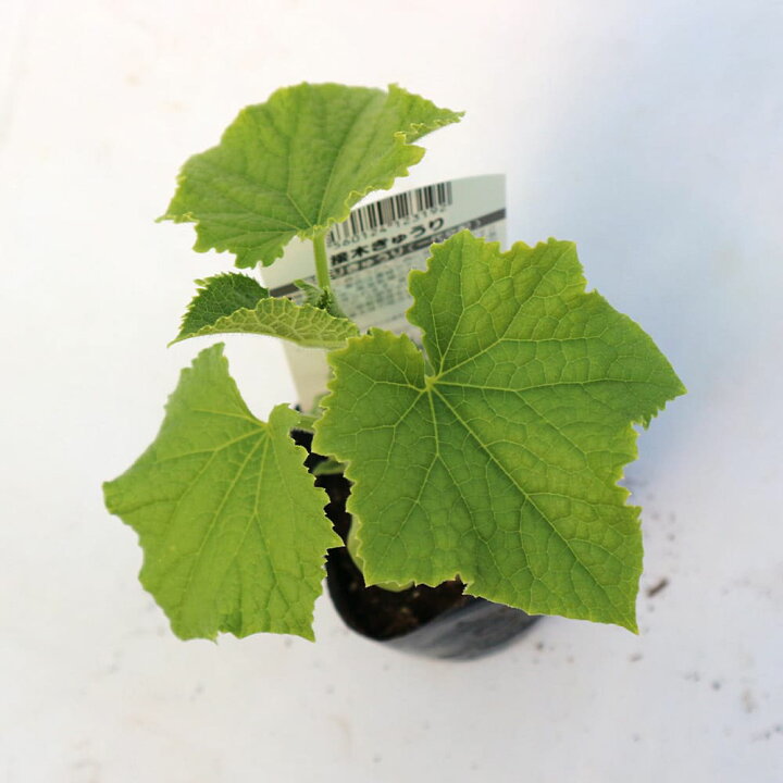 楽天市場 送料無料 節成りきゅうりf1 接ぎ木苗 野菜 接木苗9cmポット お買い得4個セット 人気品種 野菜苗 キュウリ苗 きゅうり苗 胡瓜 露地栽培 ハウス栽培 Cucumbers 春野菜 夏野菜 春植え 夏植え 植物販売のｉｔａｎｓｅ楽天市場店