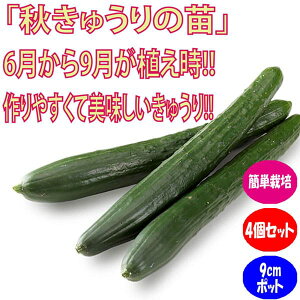 苗 キュウリの通販 価格比較 価格 Com