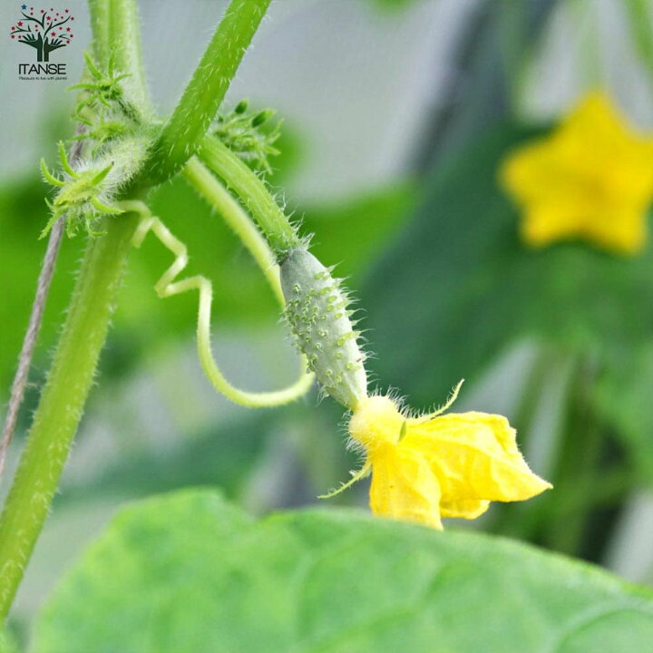 楽天市場 送料無料 きゅうりの苗 極旨フリーダムきゅうり 野菜の苗 10 5cmポット 自根苗 お買い得2個セット きゅうり苗 キュウリ苗 胡瓜苗 野菜苗 家庭菜園 多収穫 ベランダ菜園 春野菜 夏野菜 ガーデニング 家庭菜園 有機栽培 畑仕事 野菜作り 植物販売の
