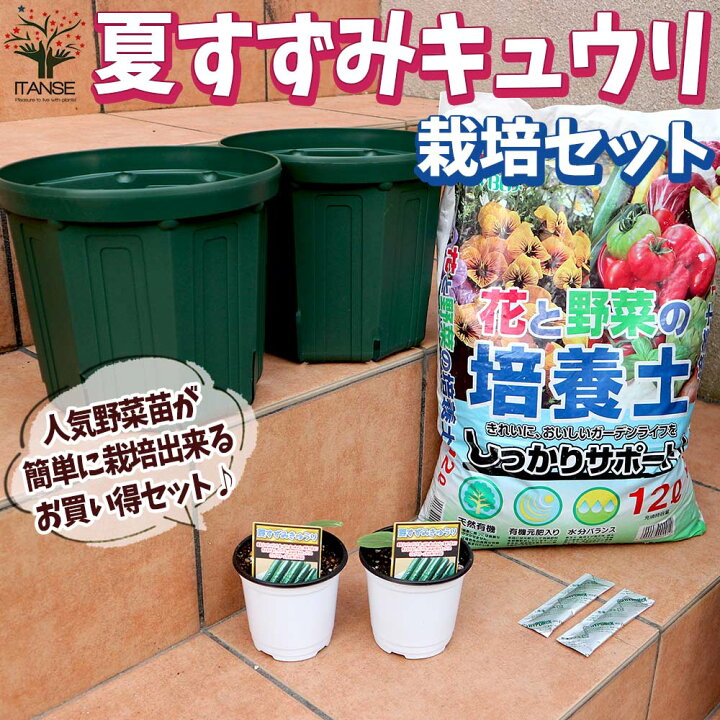 楽天市場】【送料無料】夏すずみ キュウリ お買い得！栽培セット【野菜 