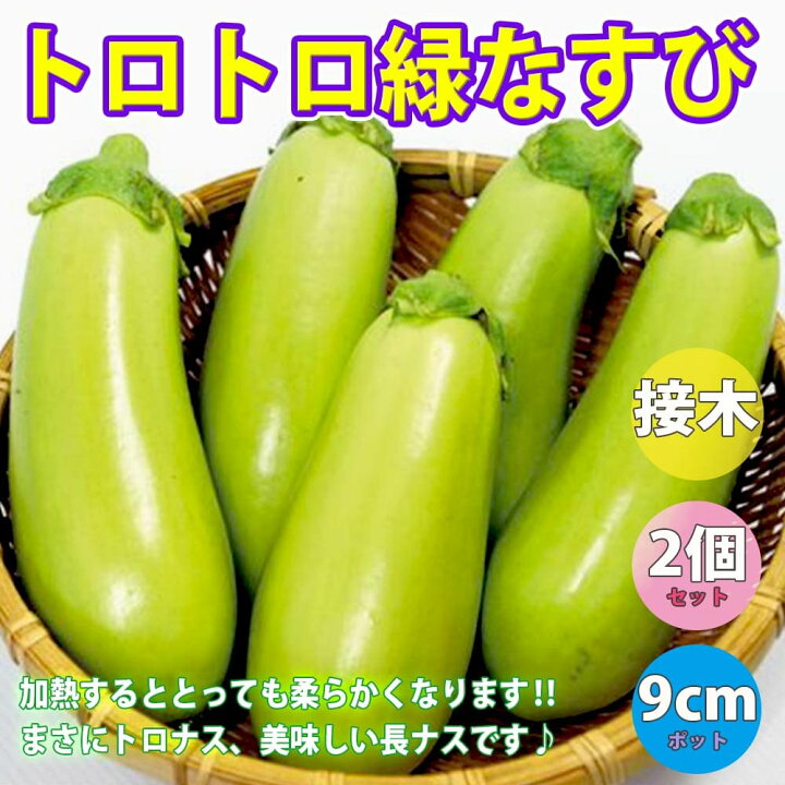 楽天市場 送料無料 トロトロ緑なすび 中長タイプ 接木苗 野菜 接木苗9cmポット 2個セット ナス苗 なす苗 野菜苗 ベランダ 露地栽培 ベランダ菜園 春野菜 夏野菜 接ぎ木苗 接木野菜 苗 茄子 ナスビ 那須 なすび 植物販売のｉｔａｎｓｅ楽天市場店