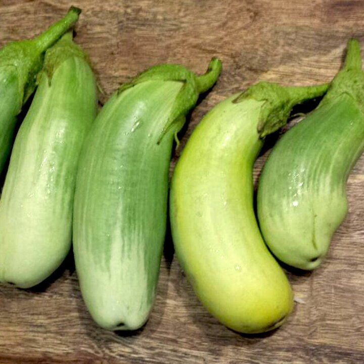楽天市場 送料無料 トロトロ緑なすび 中長タイプ 接木苗 野菜 接木苗9cmポット 2個セット ナス苗 なす苗 野菜苗 ベランダ 露地栽培 ベランダ菜園 春野菜 夏野菜 接ぎ木苗 接木野菜 苗 茄子 ナスビ 那須 なすび 植物販売のｉｔａｎｓｅ楽天市場店