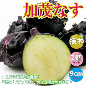 ナス 苗の人気商品 通販 価格比較 価格 Com