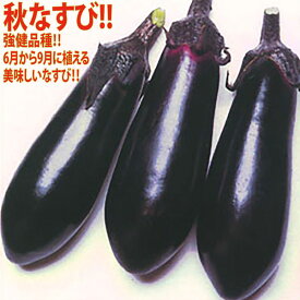 楽天市場 なす 苗の通販