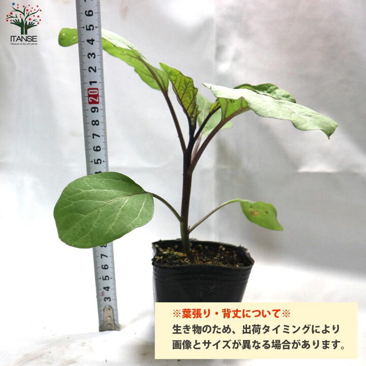 楽天市場 送料無料 タイナスの苗 野菜の苗 10 5cmポット 自根苗 お買い得4個セット ナスの苗 ナス苗 なす苗 茄子苗 茄子の苗 野菜苗 多収穫 ガーデニング 家庭菜園 有機栽培 畑仕事 野菜作り ベランダ菜園 春野菜 夏野菜 タイ エスニック料理 植物販売の
