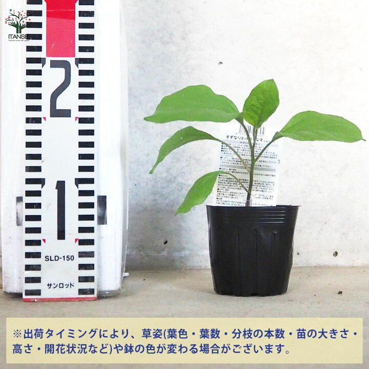 楽天市場】【送料無料】ナスの苗 すずなりとげ無しなす ( 中長ナス 