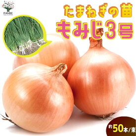【送料無料】玉ねぎ抜き苗 品種：もみじ3号 ( 晩生 ) 野菜の苗 約50本 束 玉ねぎ 玉葱 タマネギ たまねぎ 葱頭 抜き苗 玉ねぎの苗 野菜苗 家庭菜園 簡単栽培 ベランダ ハウス栽培 露地栽培 地植え 鉢植え 農園 庭植え 畑 送料無料 即納