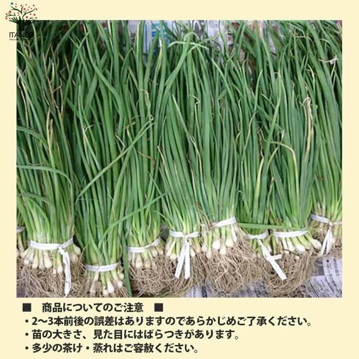 楽天市場】【P2倍☆マラソン中】ITANSE 玉ねぎ抜き苗 品種：もみじ3号 