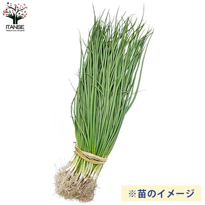 楽天市場】【マラソン期間P5倍】玉ねぎ抜き苗 品種：もみじ3号 ( 晩生 
