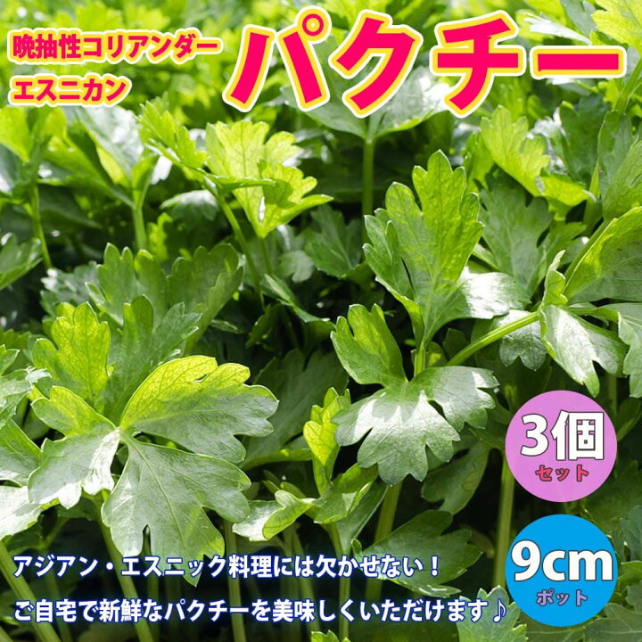 楽天市場 送料無料 パクチーの苗 品種 晩抽性コリアンダー エスニカン 野菜苗9cmポット 3個セット ぱくちー苗 こりあんだー苗 ハーブ ハーブ苗 香菜 シャンツァイ シャンサイ 香味野菜ダ 香辛料 薬味 料理 レシピ 植物販売のｉｔａｎｓｅ楽天市場店