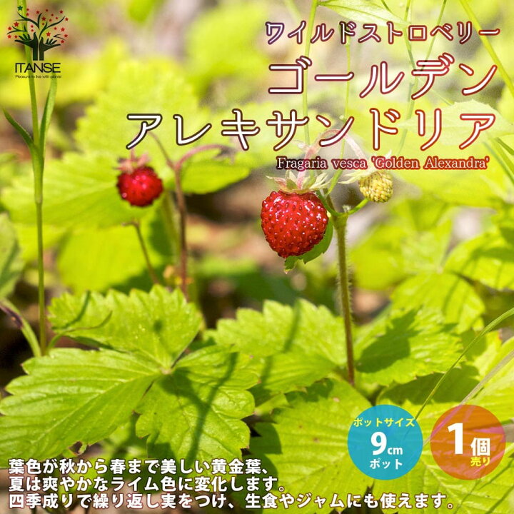 楽天市場 送料無料 ゴールデンアレキサンドリア ワイルドストロベリーの苗 ハーブの苗 9cmロングポット苗 1個売り ワイルドストロベリー 野イチゴ 赤実 ポット苗 縁結び 寄せ植え シキナリイチゴ 家庭菜園 植物販売のｉｔａｎｓｅ楽天市場店