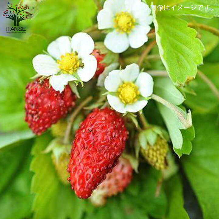 当店在庫してます ワイルドストロベリー 2個セット 9cmポット苗 Shipsctc Org 当店在庫してます ワイルドストロベリー 2個セット 9cmポット苗 Shipsctc Org
