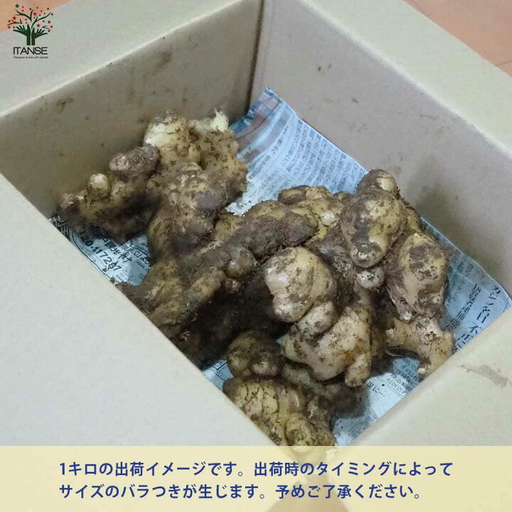 楽天市場】【送料無料】種生姜 品種：三州 ( さんしゅう ) 野菜の苗 