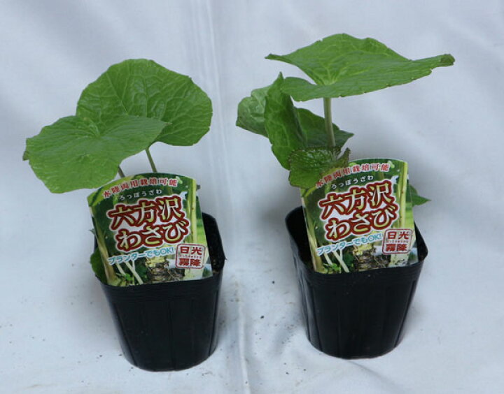 楽天市場 マラソン期間中 P5倍 六方沢わさび 野菜苗 9cmポット 2個セット ワサビ苗 水陸両用 人気 品種 ベランダ 露地 畑 農園 香味野菜 根ワサビ 薬味 山菜苗 ハーブ 香辛料 スパイス 料理 畑わさび ハタケワサビ とは別品種 植物販売のｉｔａｎｓｅ楽天市場店