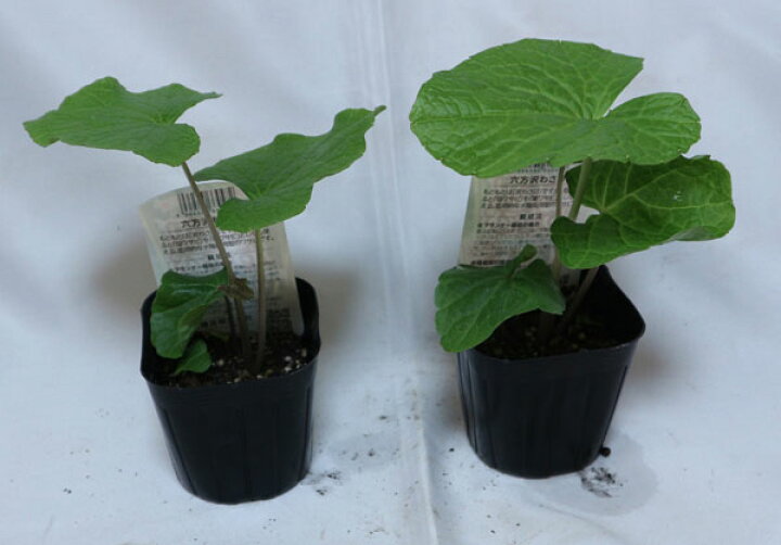 楽天市場 送料無料 六方沢わさび 野菜苗 9cmポット 2個セット ワサビ苗 水陸両用 人気 品種 ベランダ 露地 畑 農園 香味野菜 根ワサビ 薬味 山菜苗 ハーブ 香辛料 スパイス 料理 畑わさび ハタケワサビ とは別品種 植物販売のｉｔａｎｓｅ楽天市場店