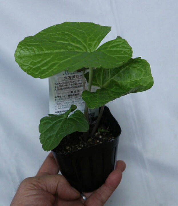 楽天市場 送料無料 六方沢わさび 野菜苗 9cmポット 2個セット ワサビ苗 水陸両用 人気 品種 ベランダ 露地 畑 農園 香味野菜 根ワサビ 薬味 山菜苗 ハーブ 香辛料 スパイス 料理 畑わさび ハタケワサビ とは別品種 植物販売のｉｔａｎｓｅ楽天市場店