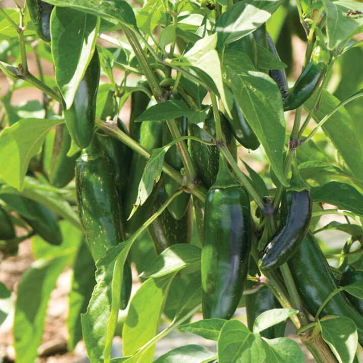 楽天市場 送料無料 即出荷 こどもピーマン ピー太郎 接木苗 野菜 接ぎ木苗9cmポット 2個セット ピーマン苗 ぴーまん苗 野菜苗 露地栽培 ベランダ菜園 春野菜 夏野菜 パプリカ Green Pepper 植物販売のitanse楽天市場店 楽天市場 送料無料 即出荷 こどもピーマン ピー太郎 接木苗 野菜 接ぎ木苗9cmポット 2個セット ピーマン苗 ぴーまん苗 野菜苗 露地栽培 ベランダ菜園 春野菜 夏野菜 パプリカ Green Pepper 植物販売のitanse楽天市場店