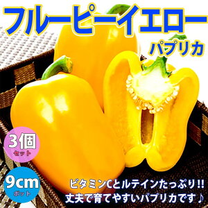 y}\ԁ|Cg5{zpvJ F ( t[s[CG[c )  c9cm|bg 3Zbg ςՂ肩 s[}c ҁ[܂c In͔| t Ė pvJ green pepper papur