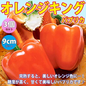 楽天市場 パプリカ 苗 ガーデニング 農業 花 ガーデン Diy の通販