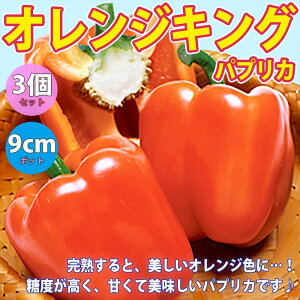 yzpvJ IW ( IWLOc )  c9cm|bg 3Zbg ςՂ肩 s[}c ҁ[܂c In͔| t Ė pvJ green pepper papurika  [