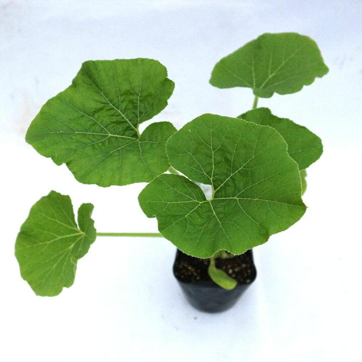 楽天市場 送料無料 ほっこり姫 多収穫ミニかぼちゃ 野菜苗9cmポット 3個セット ベランダ 露地栽培 ベランダ菜園 ウリ科 カボチャ属 果菜 南京 なんきん Pumpkin Squash パンプキン ハウス栽培 植物販売のｉｔａｎｓｅ楽天市場店