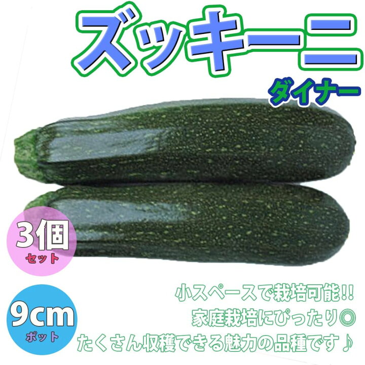 楽天市場 送料無料 ズッキーニ ダイナー 野菜苗9cmポット 3個セット ベランダ 露地栽培 ベランダ菜園 ウリ科 カボチャ属 Zucchini 果菜 キュウリ きゅうり 料理 レシピ ハウス栽培 かぼちゃ 植物販売のｉｔａｎｓｅ楽天市場店