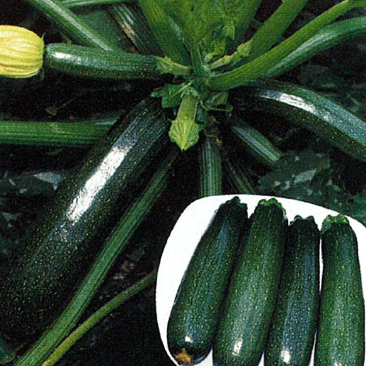楽天市場 送料無料 ズッキーニ ダイナー 野菜苗9cmポット 3個セット ベランダ 露地栽培 ベランダ菜園 ウリ科 カボチャ属 Zucchini 果菜 キュウリ きゅうり 料理 レシピ ハウス栽培 かぼちゃ 植物販売のｉｔａｎｓｅ楽天市場店