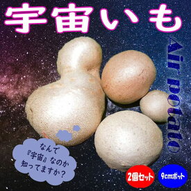 【送料無料】宇宙イモ(エアーポテト)【野菜苗 9cmポット/2個セット】宇宙芋苗 宇宙イモ苗 エアーポテト苗 芋苗 いも苗 イモ苗 ベランダ 露地栽培 air potato ヤマノイモ ヤムイモ