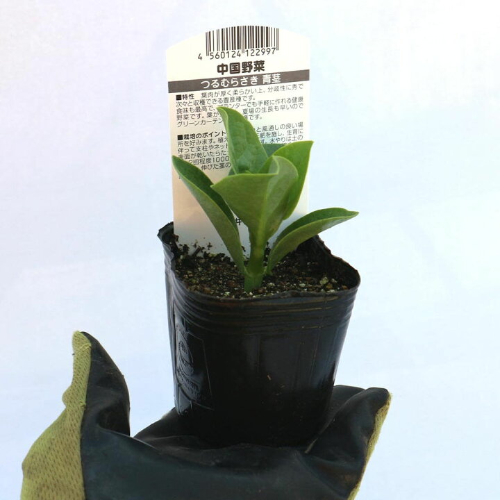楽天市場 送料無料 つるむらさき 赤茎 青茎見計い混合 野菜苗9cmポット 3個セット ベランダ 露地栽培 ベランダ菜園 料理 レシピ モロヘイヤ ほうれん草 蔓紫 ツルムラサキ ツルムラサキ科 植物販売のｉｔａｎｓｅ楽天市場店