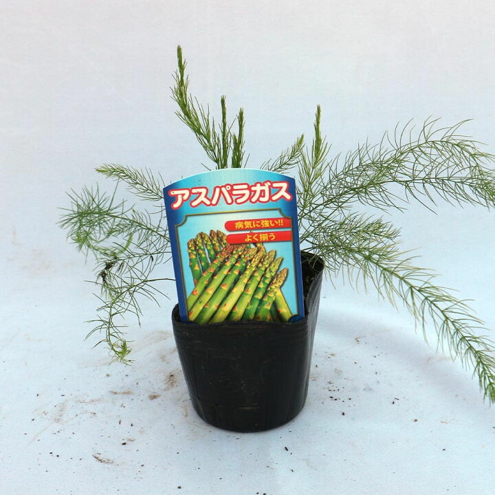 Yahoo ショッピング Paypayポイントがもらえる ネット通販