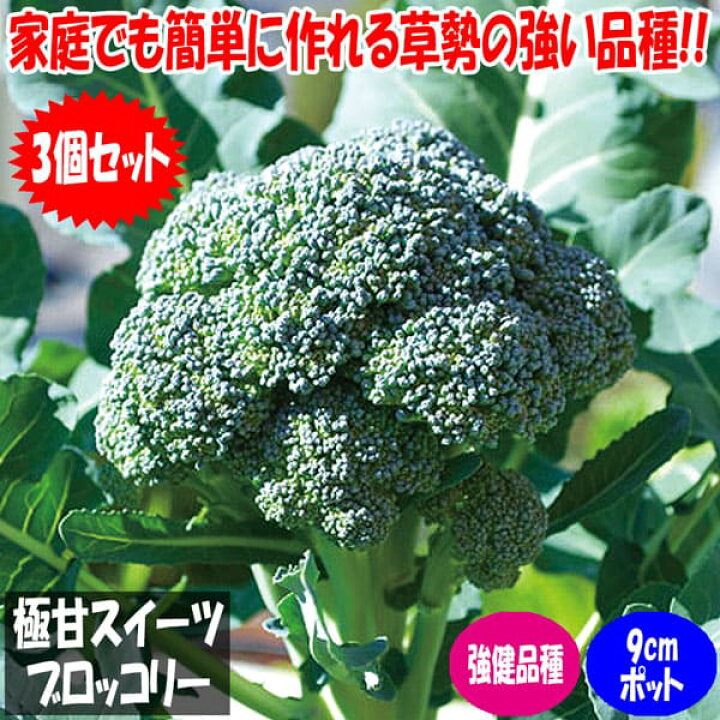 楽天市場 送料無料 極甘 スイーツブロッコリーの苗 野菜苗9cmポットお買い得3個セット フルーツ並みの糖度で料理の主役になれる最新ブロッコリー 品種 極甘no 1花蕾はもちろん茎まで甘い 植物販売のｉｔａｎｓｅ楽天市場店