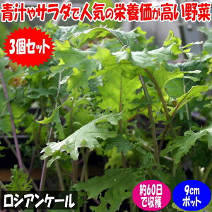 【マラソン期間★ポイント5倍】ロシアンケールの苗 野菜苗9cmポットお買い得3個セット Ragged jack kale ケール ダイエット お買い得 耐寒性 苦味が少ない 青汁に最適 スムージーにも 栄養価が高