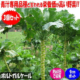 【送料無料】ポルトガルケールの苗 【野菜苗9cmポットお買い得3個セット】Borecole kale ケール ダイエット お買い得 耐寒性 苦味が少ない 青汁に最適 スムージーにも 栄養価が高い すぐ収穫できる