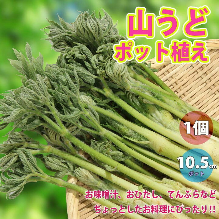 楽天市場 送料無料 山うどの苗ポット植え10 5cm深ポット1個売り うど作り名人の農家さんが作ったうどの苗 です 野菜用深型プランターなどに植えて頂くと春に収穫可能 山菜ポット苗 即出荷 植物販売のｉｔａｎｓｅ楽天市場店